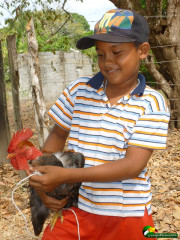It is common to see people holding chickens here - my daughter included.  