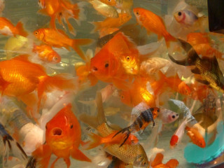 You can buy a goldfish to take home with you