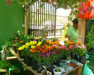 A wide variety of plants are both displayed and sold at the fair