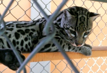 This is one of the animals at the little zoo at the fair.