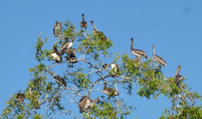 Brown Pelicans up a tree