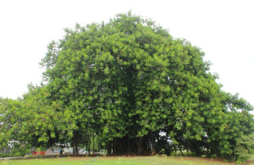 The Biomuseo has not yet completed its gardens, but it has this great tree