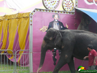 The circus animals are right out in view in Panama.  This is the Renato Circus in David