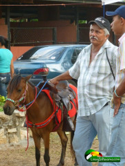 A pony ride for hire at Fair in David, Panama