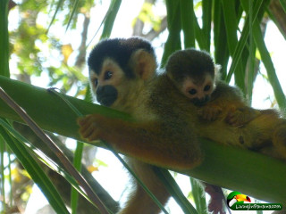 There are alot of monkeys at Mono Feliz on the Punta Burica pennisula