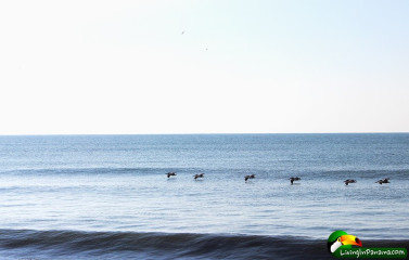 I love pelicans.  This day there were many pelicans on the beach.