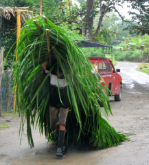 Man transporting palm leaves in Puerto Armuelles, Panama