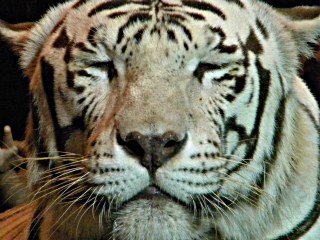 Close up shot of face of Siberian Tiger