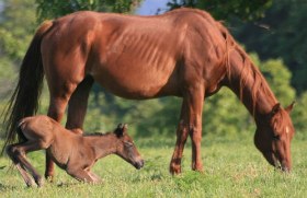 Mom and baby horse hanging out on grassy field