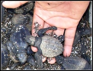 Young turtle in a hand