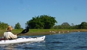 Man in white kayak going up a river lined with trees and birds