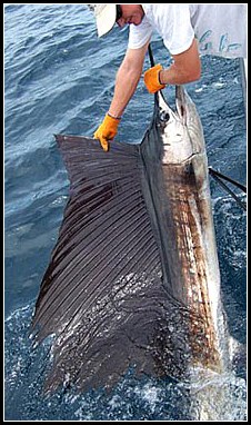 Woman hauling a huge Marlin into her boat
