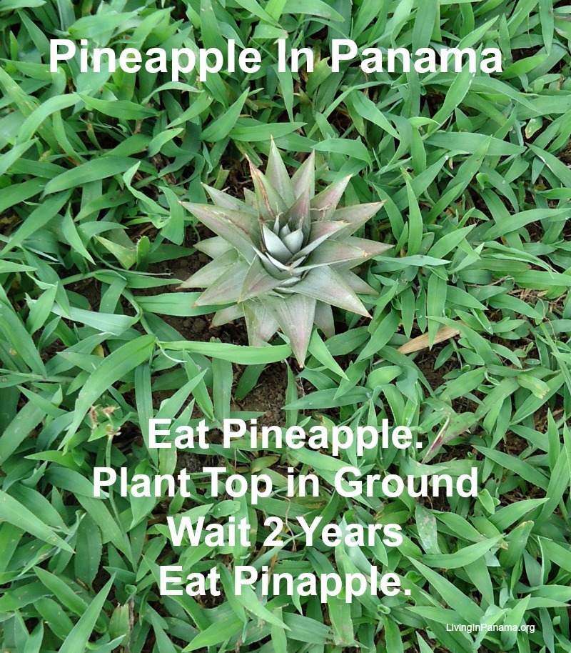 Pineapple top planted in the grassy yard
