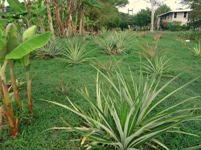 pineapple plants with house in background