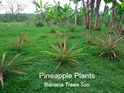 Pineapple plants and banana trees in yard