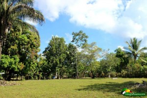 ample flat grassy property with many trees on the border