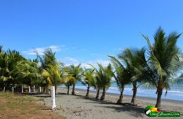 small palm trees in breeze, sandy beach