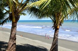 Photo of family walking on beach with close up of palm trees