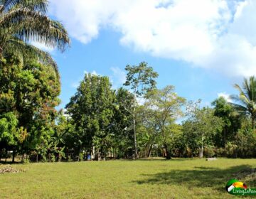 large, flat, grass area surrounded by trees