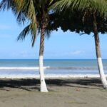 Photo of palm trees on beach with ocean beyond