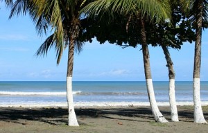 Photo of partial view of palm trees on beach and ocean & blue skyies beyond
