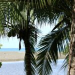 Photo of View of river and ocean through palm trees