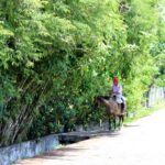 Photo of man riding a horse on a paved road