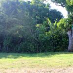 Photo of grassy flat area with line of bushes and trees