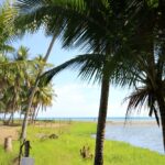 Photo of river with ocean beyond and palm trees