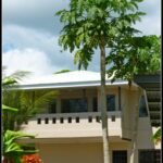 Tall cream-colored house with Papaya trees