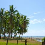 Cluster of palm trees, blue sky, river to the left, ocean beyond