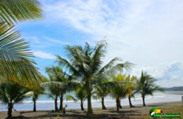 palm trees on beach with blue sky