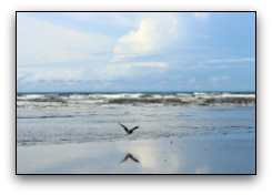 Photo of a seagull flying over beach