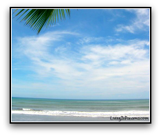 Ocean, beach, blue skies, palm tree frond