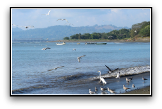 photo of ocean beach with birds and pier in distance