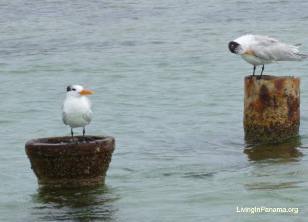 2 shorebirds on pilings