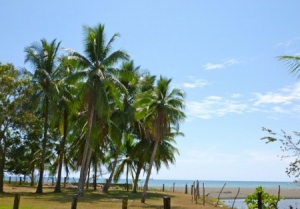 Glade of Palm trees, ocean, and river