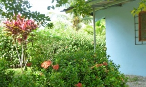 Hibiscus bush, palm and payapya trees, and partial view of blue cottage