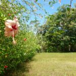 pink & red hibiscus flower on bush lining one side of a grassy lot