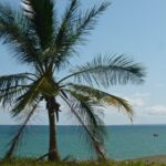 Palm tree takes up most of frame with blue sky & ocean beyond