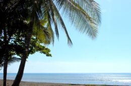 Photo of ocean with a palm tree in foreground