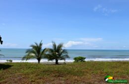 Photo of beach front lot, 2 small palms and ocean