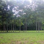 Photo of flat grassy area with lines of trees