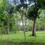 Photo of trees on a grassy field