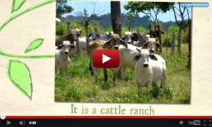 youtube video screen shot of cattle