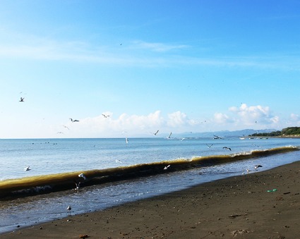 sea birds at the beach on a sunny day