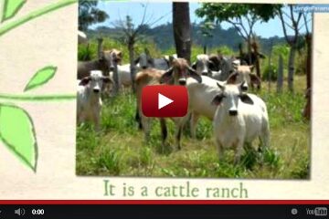 youtube video screen shot of cattle