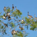 Brown Pelicans resting in a tree