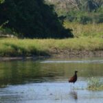 Brown bird standing in river