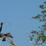 2 black birds in a tree